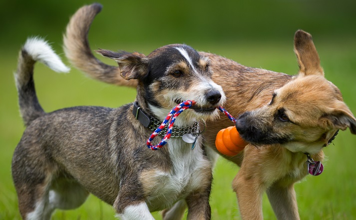 Tips To Keep In Mind When Finding A Dog Daycare